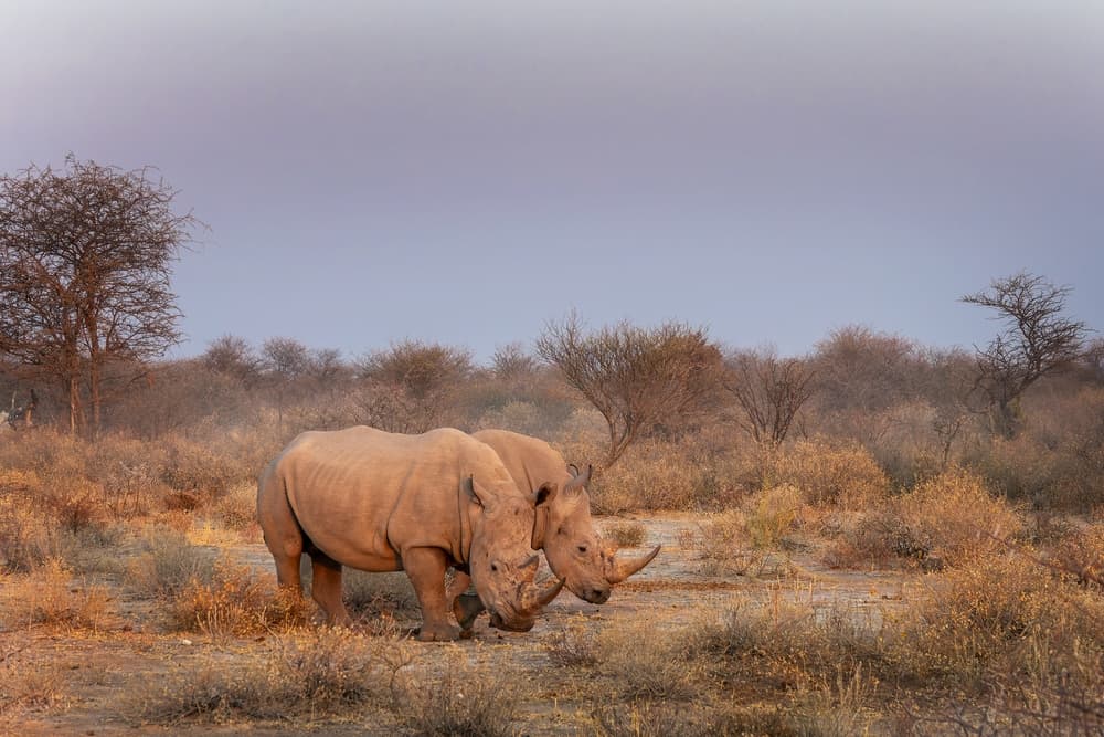 Mokala National Park