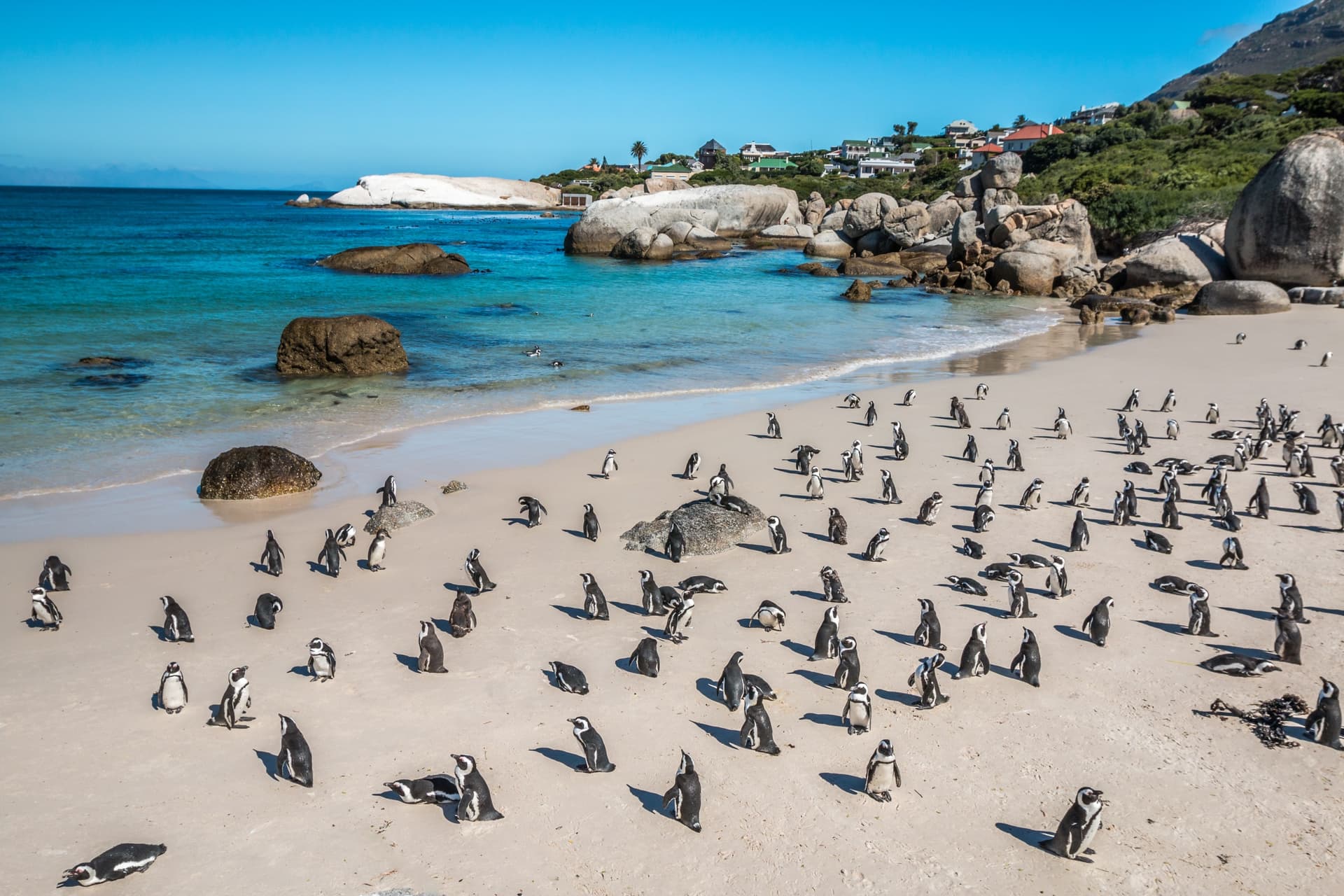 Observing Cape Penguins: Everything You Need to Know
