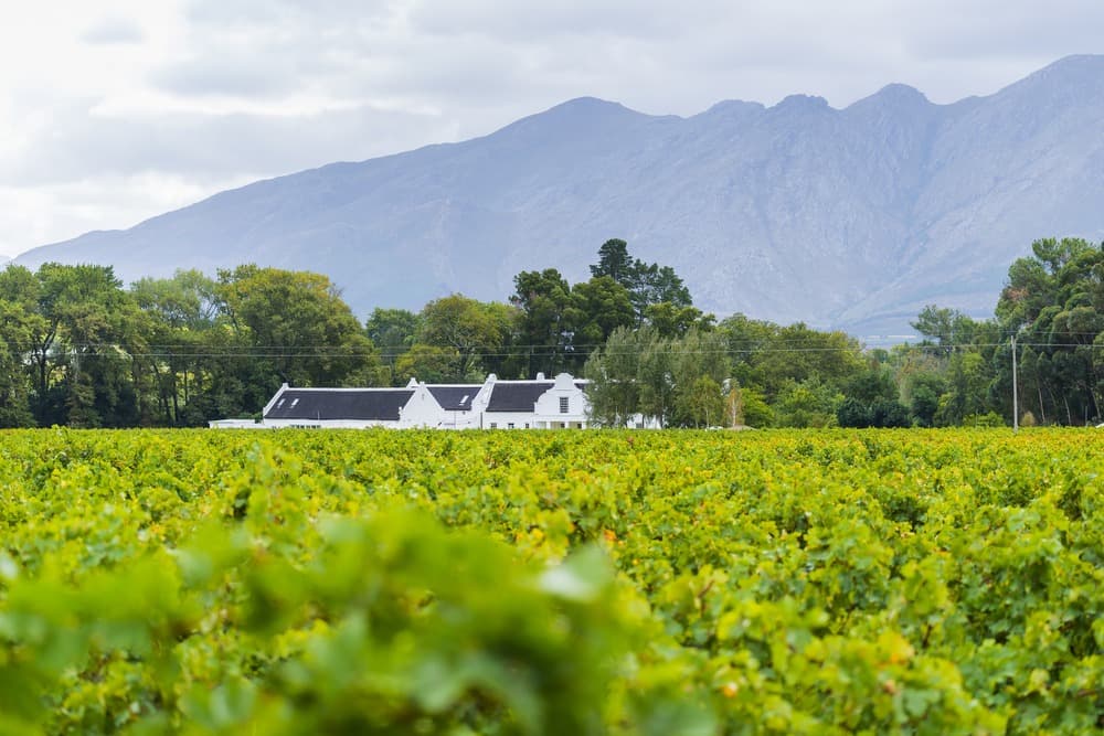 vignes paarl