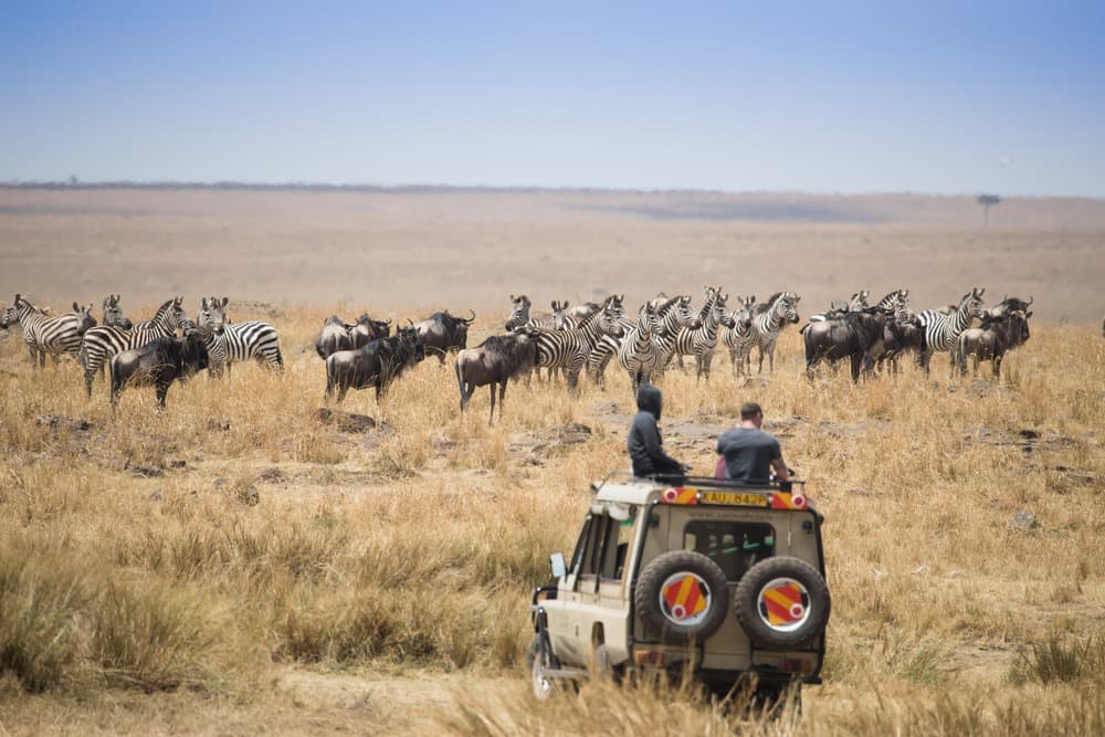 Preparing Your Safari in South Africa: All Our Tips