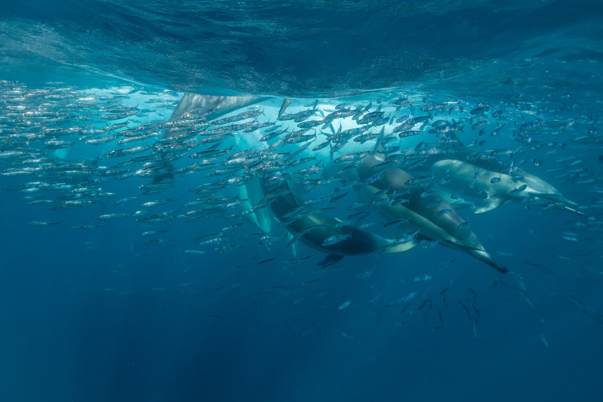 sardine run