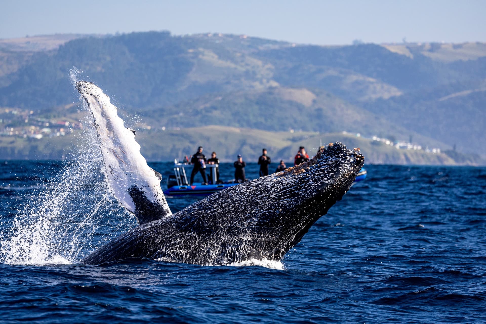Where to See Whales in South Africa?