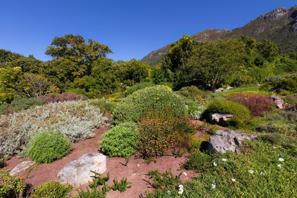 shutterstock 2420868875 johannesburg botanical garden